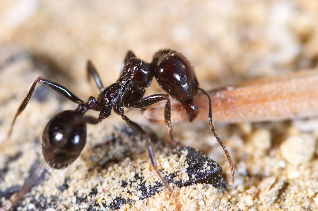Little Ant Hold Biting on Food