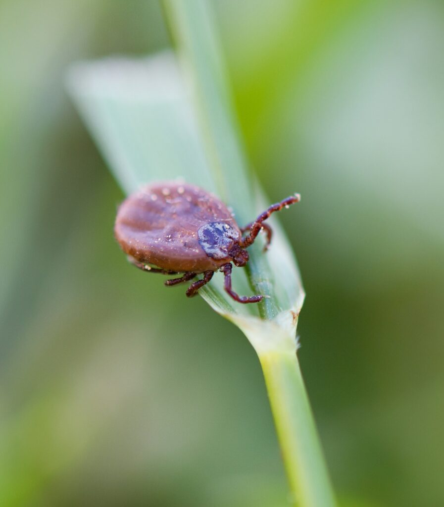Tick Insect on the Grass